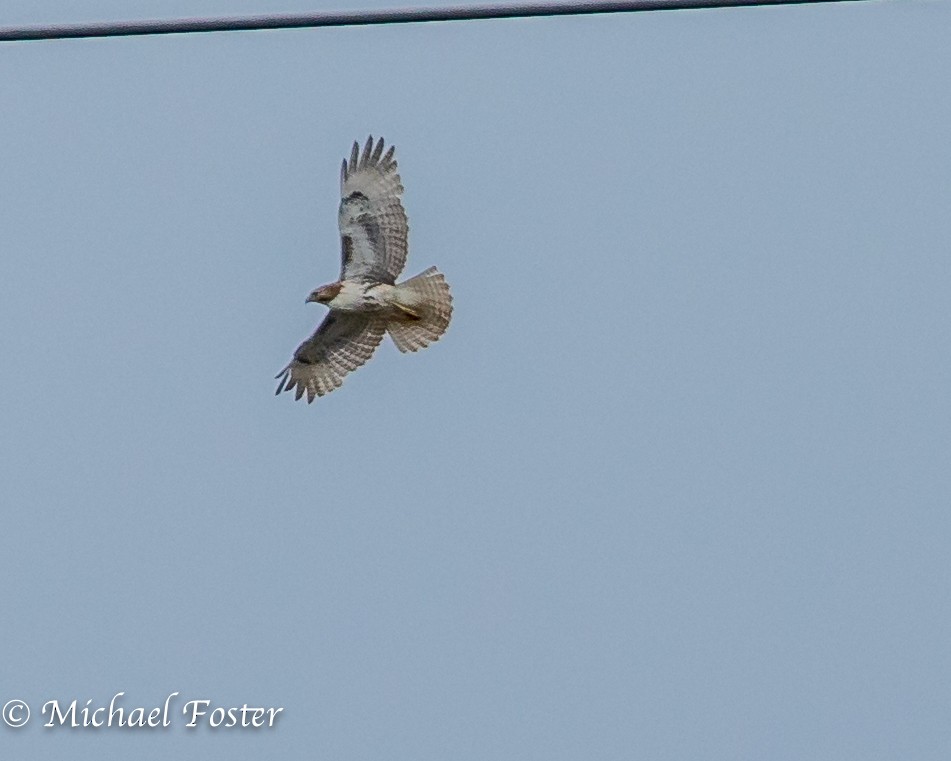 Red-tailed Hawk - Michael Foster