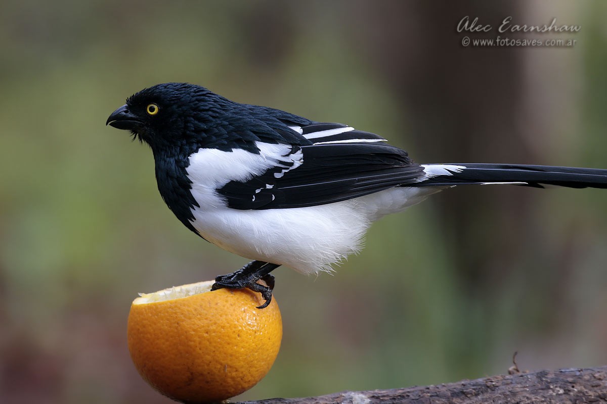 Magpie Tanager - ML57208741