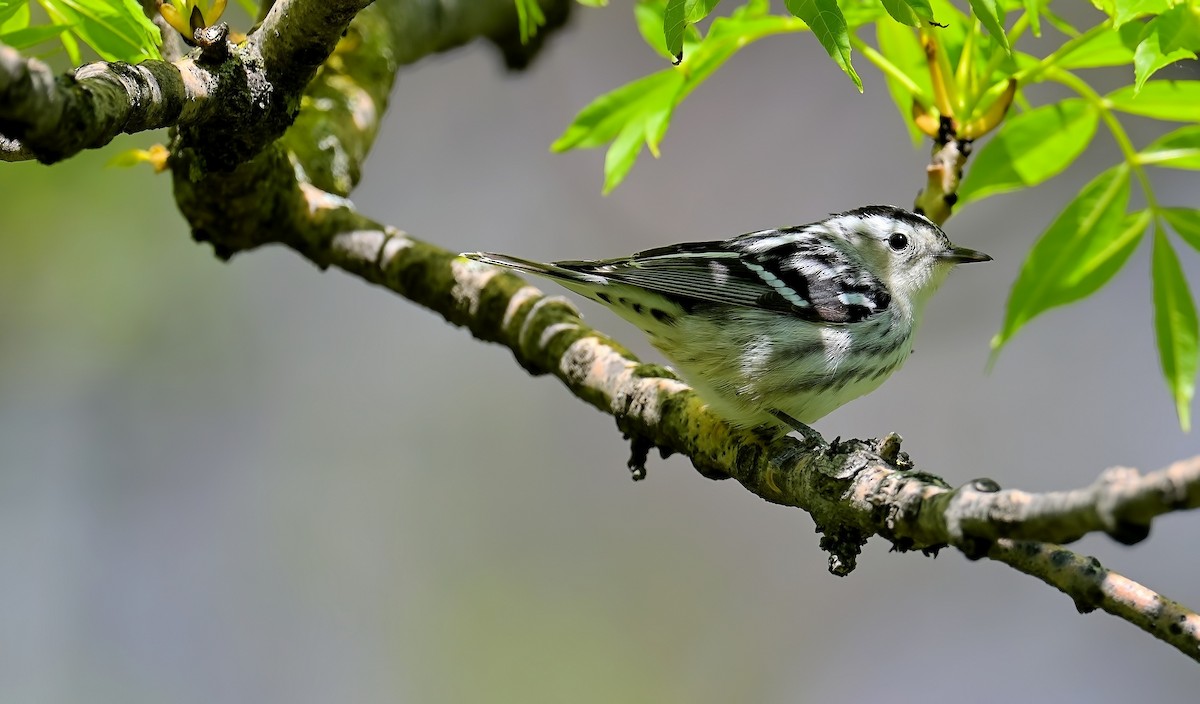 Black-and-white Warbler - ML572088291