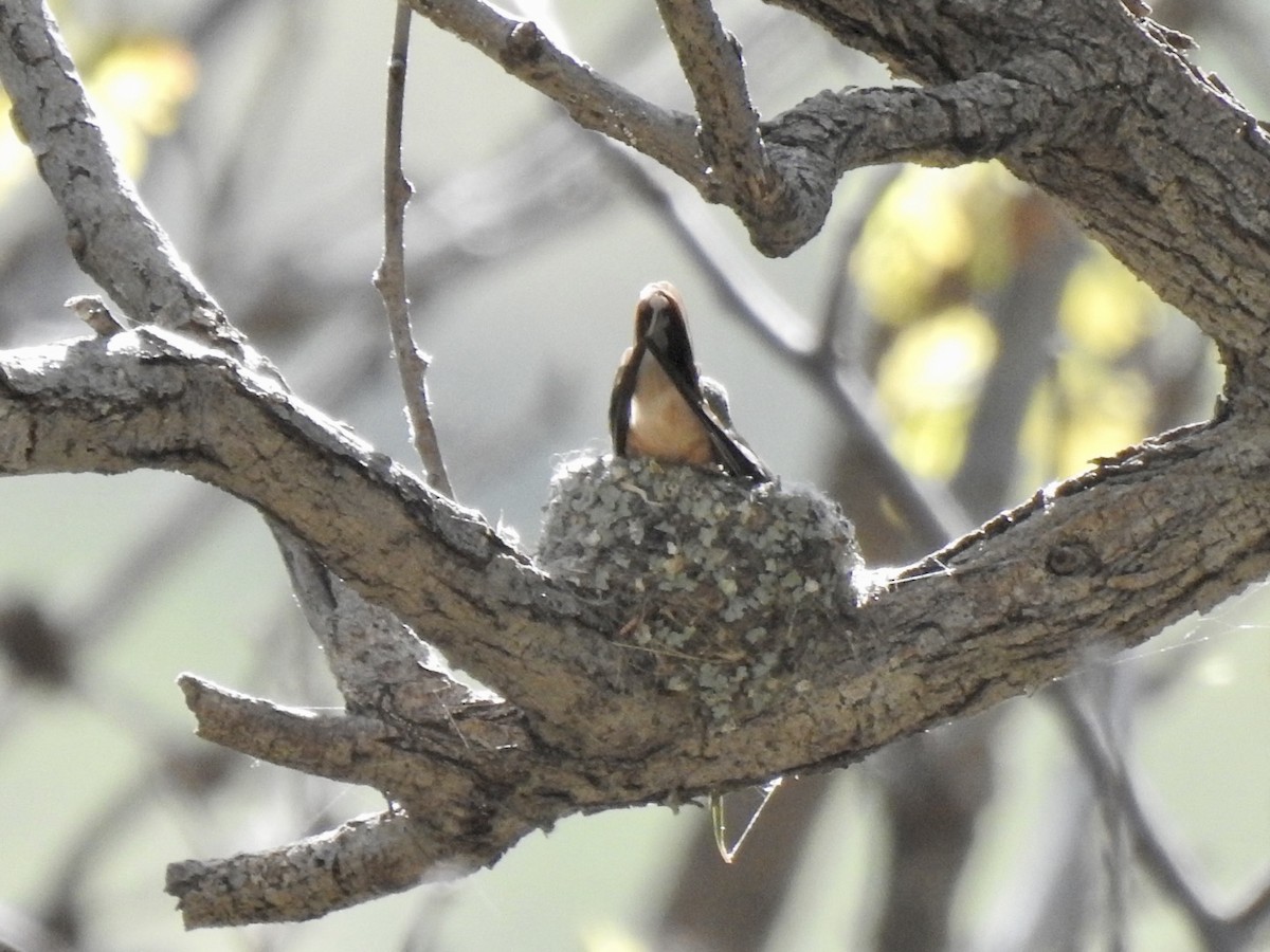 Broad-tailed Hummingbird - ML572088491