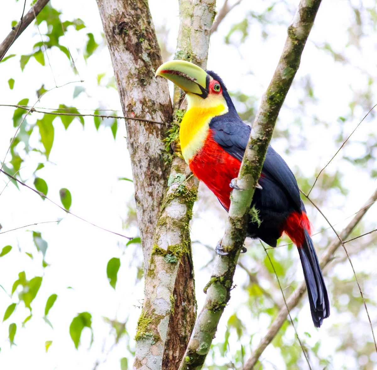 Red-breasted Toucan - ML572089081