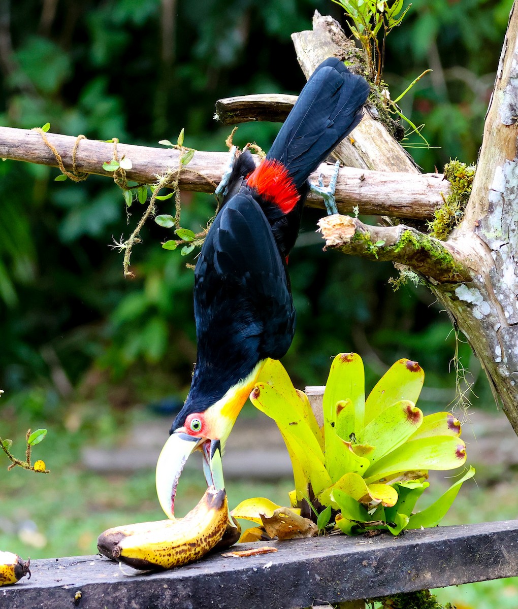 Red-breasted Toucan - ML572092751