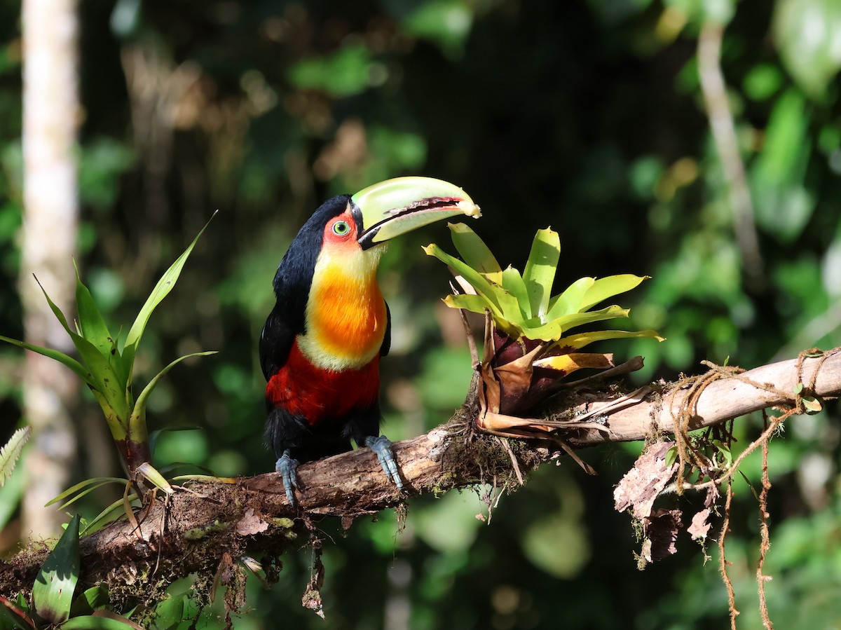 Red-breasted Toucan - ML572092761