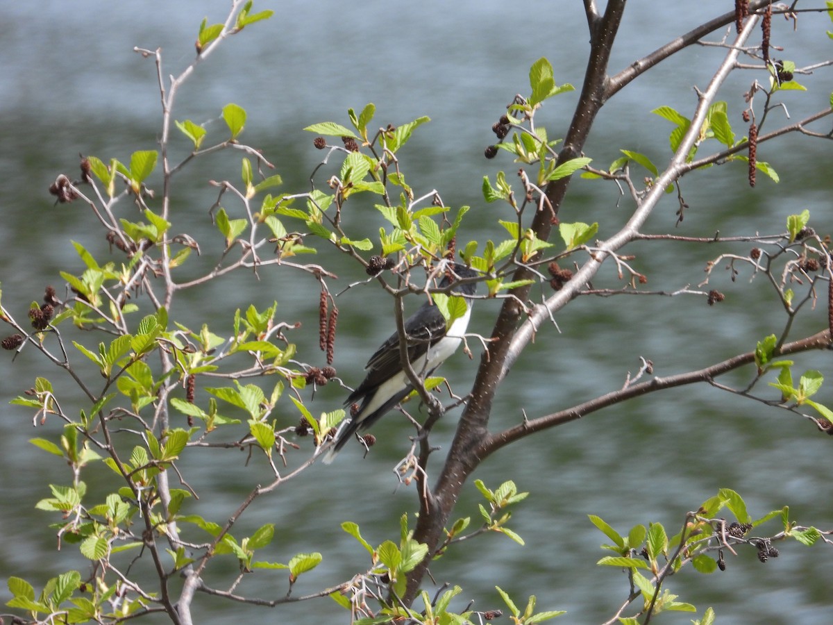 New York Breeding Bird Atlas Checklist - 7 May 2023 - Babcock Lake