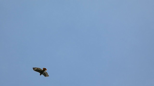 Red-tailed Hawk (borealis) - ML572095201