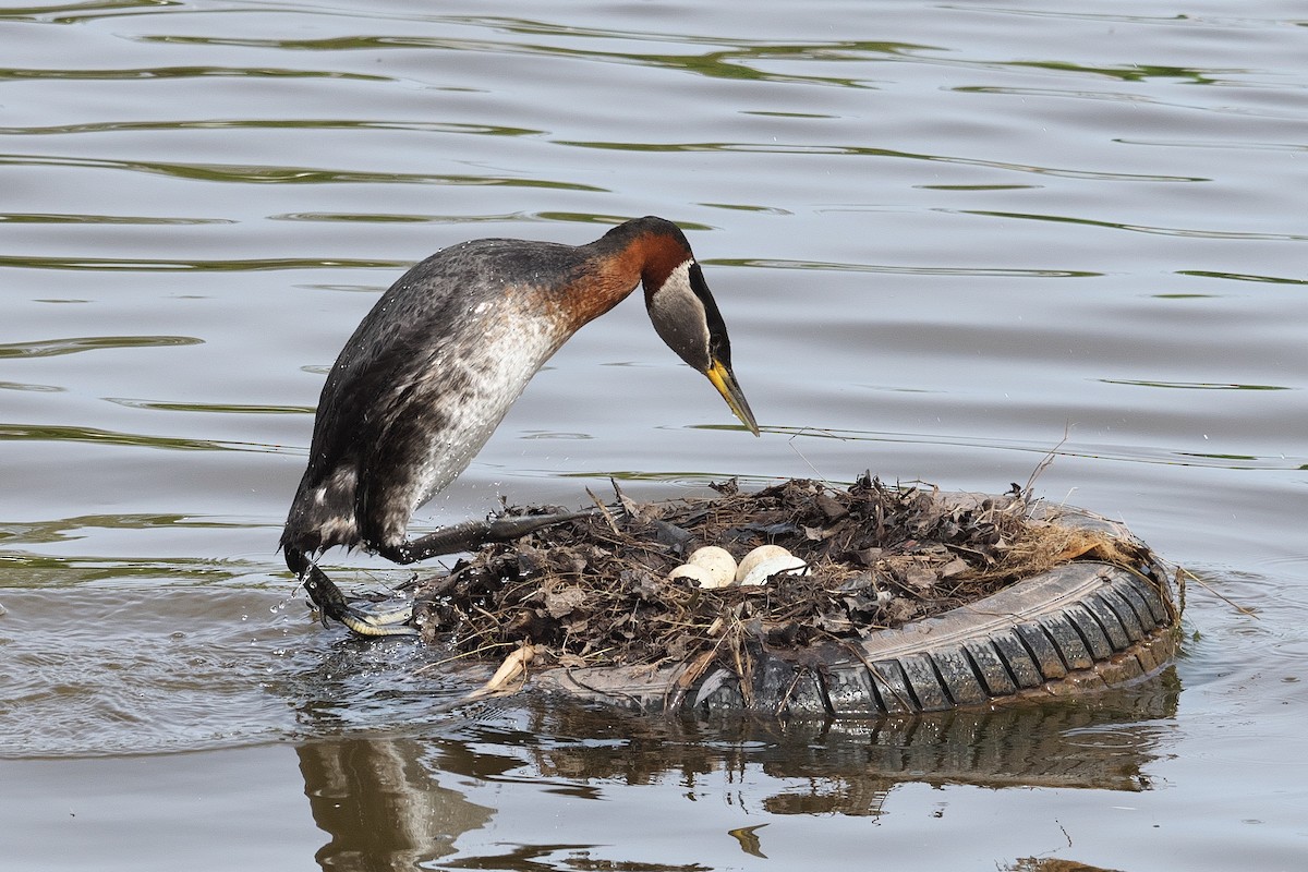 ebird-checklist-14-may-2023-oakville-bronte-harbour-26-species