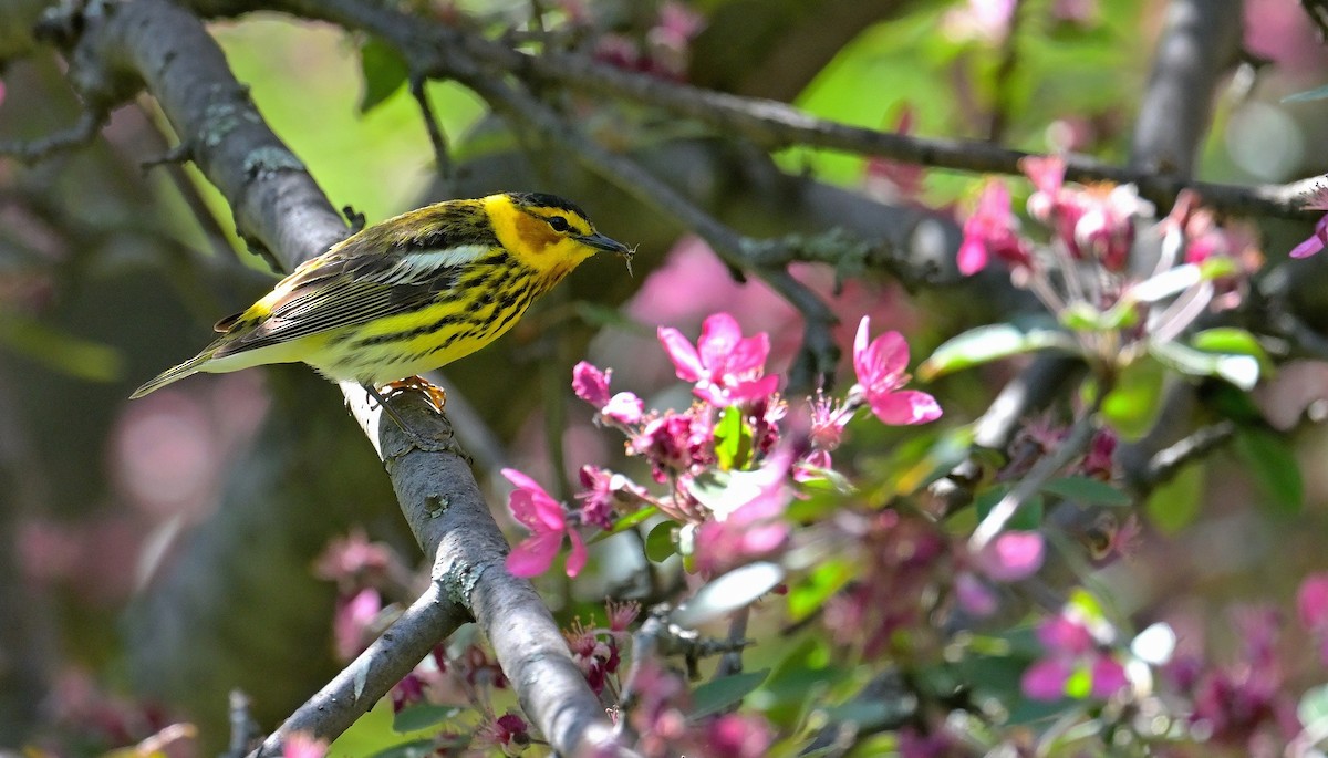 Cape May Warbler - ML572104431