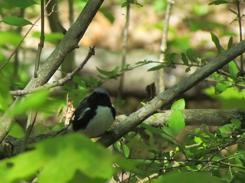 Black-throated Blue Warbler - Tracy The Birder