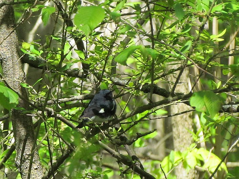 Black-throated Blue Warbler - ML57210531