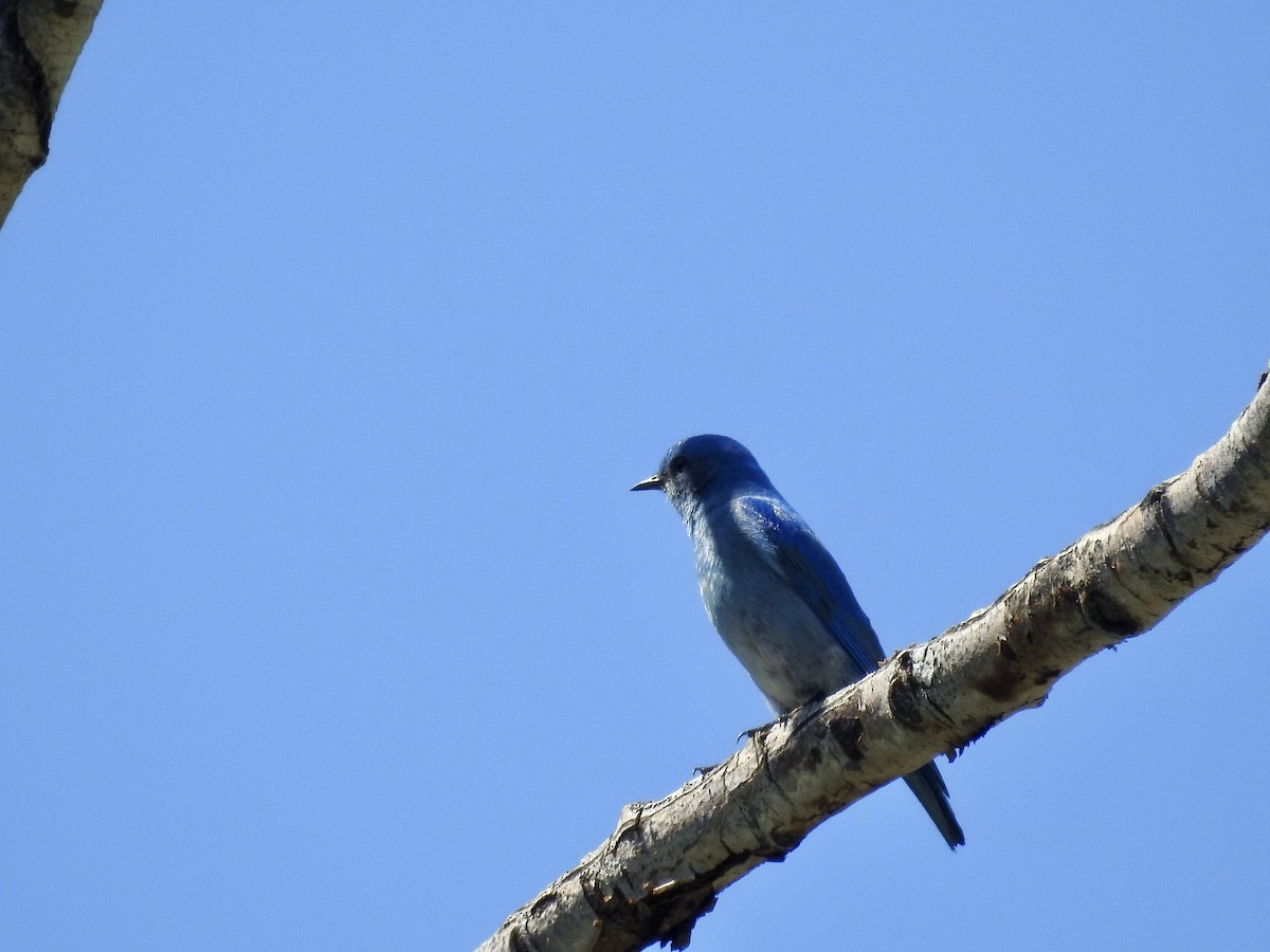 Mountain Bluebird - Pauline Sterin