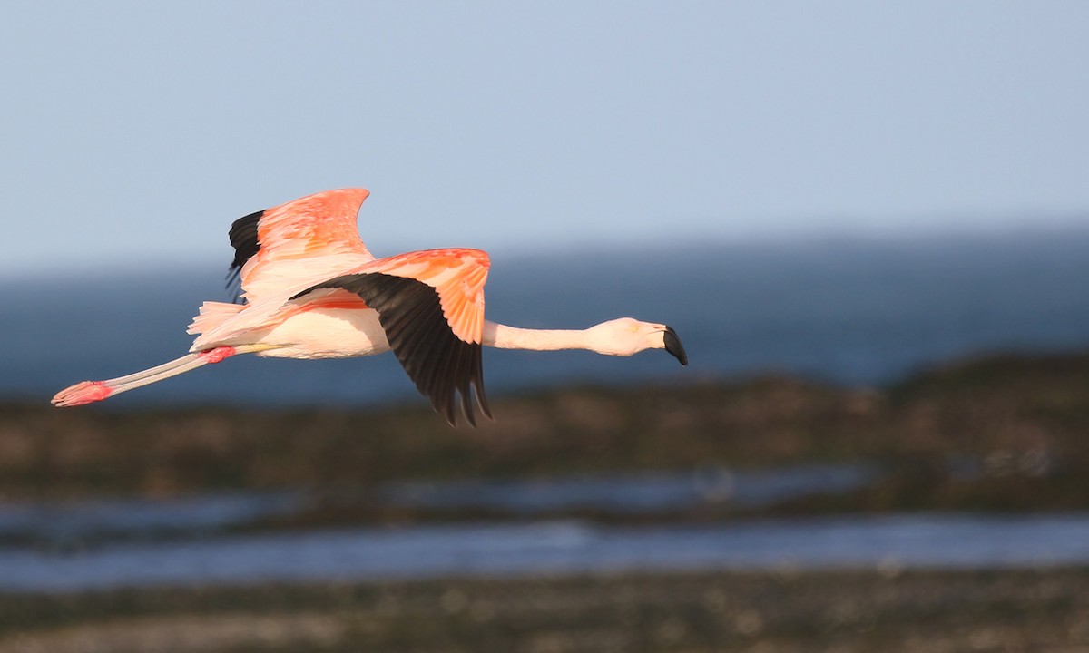 Chilean Flamingo - ML572106171