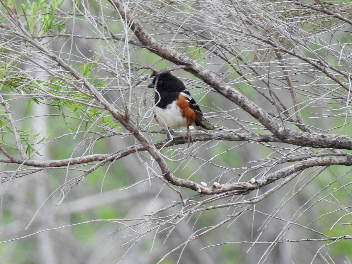 Spotted Towhee - ML572109811