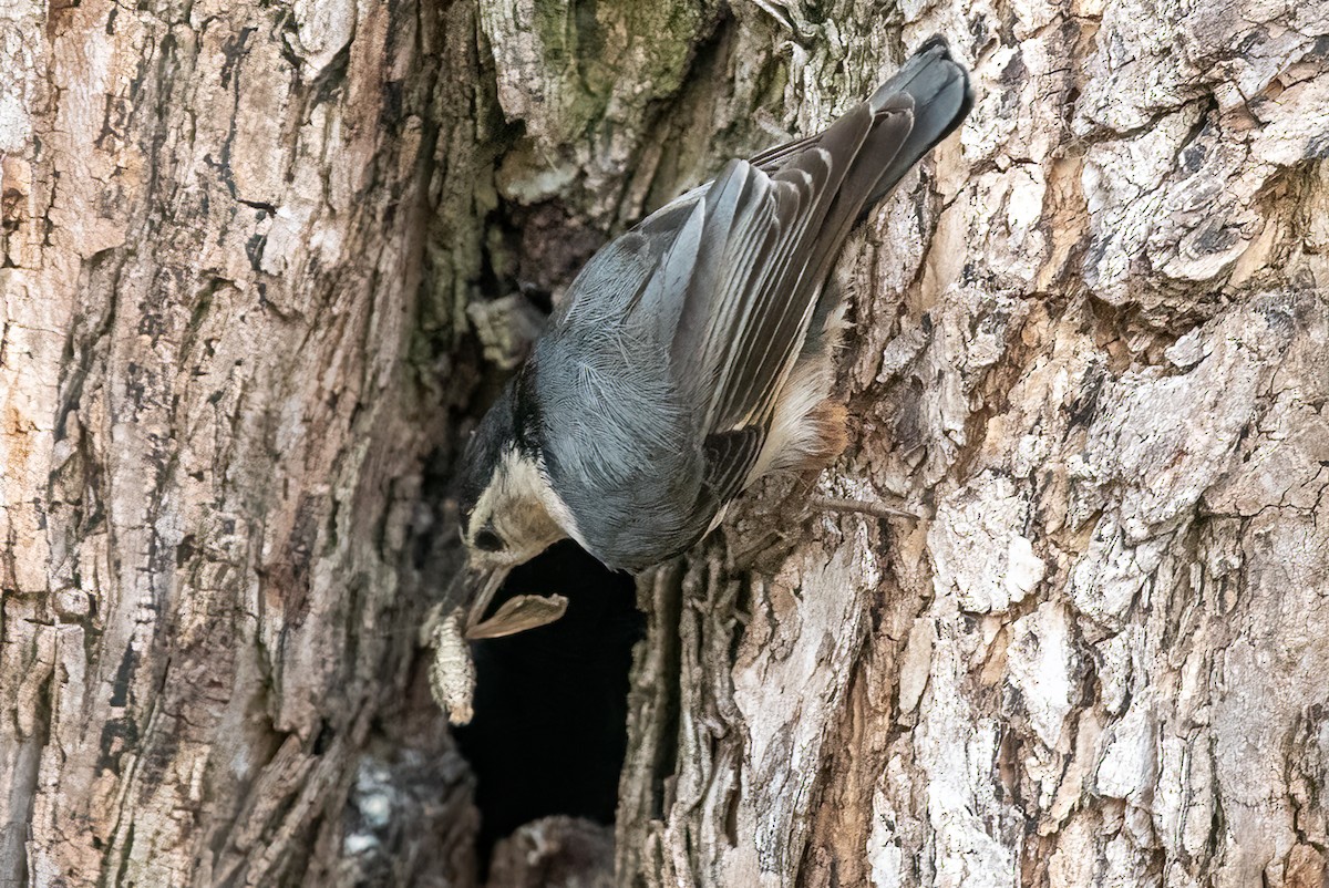 White-breasted Nuthatch - ML572110931
