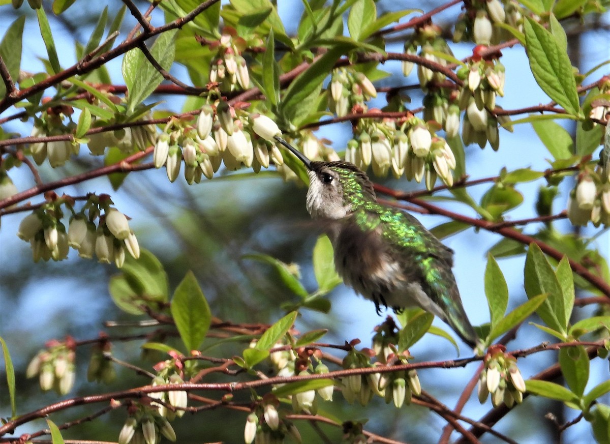 New York Breeding Bird Atlas Checklist - 14 May 2023 - Babcock Lake