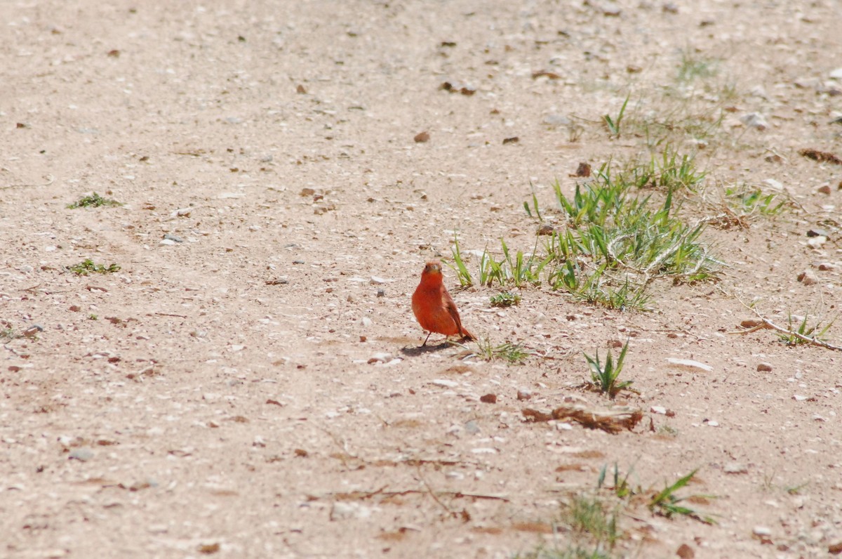 Ebird Checklist - 14 May 2023 - Kiowa Park, Laramie Us-wy (41.3233,-105 