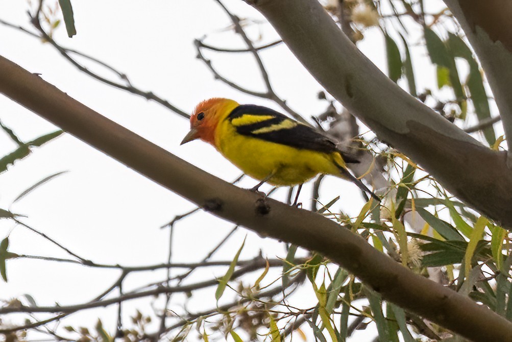 Western Tanager - ML572117401