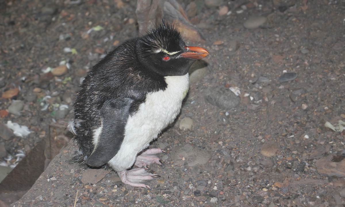 Southern Rockhopper Penguin - ML572117461