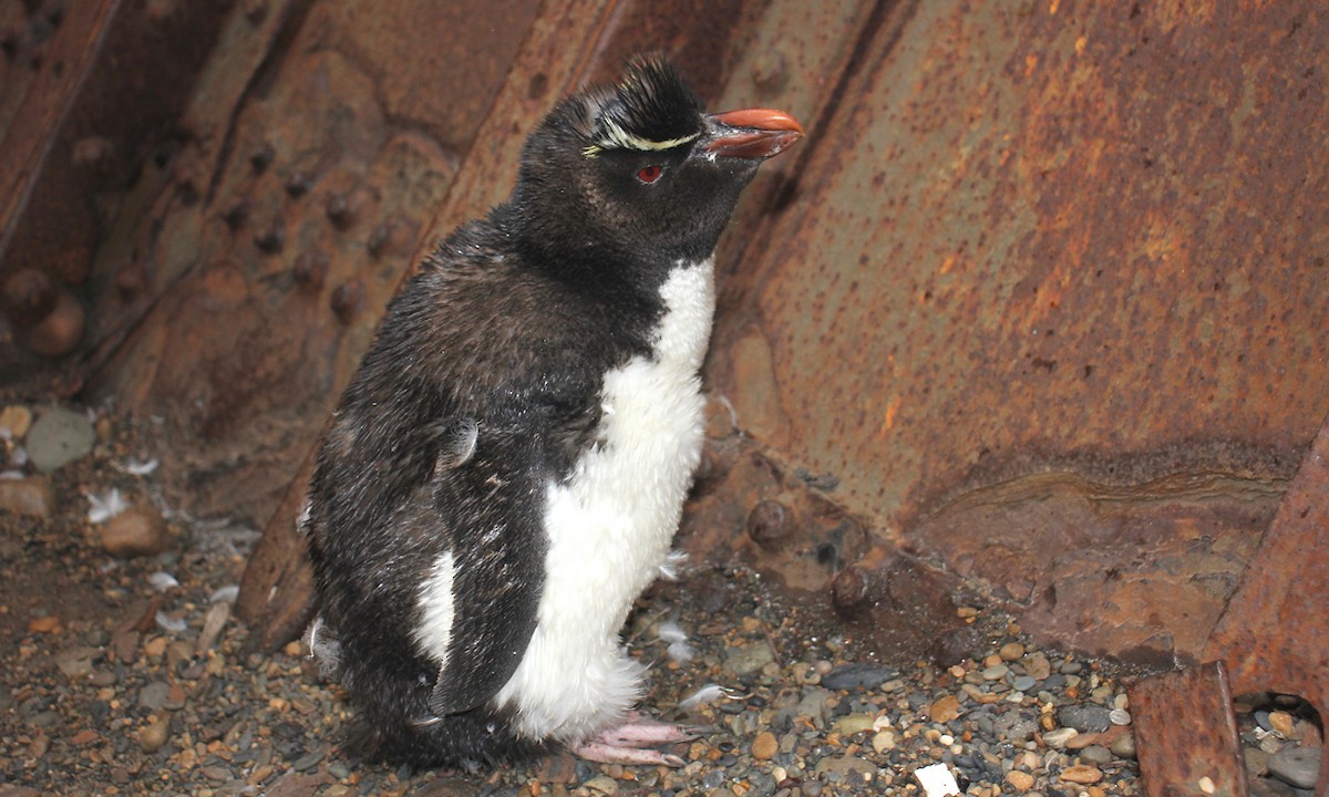 Southern Rockhopper Penguin - ML572117571