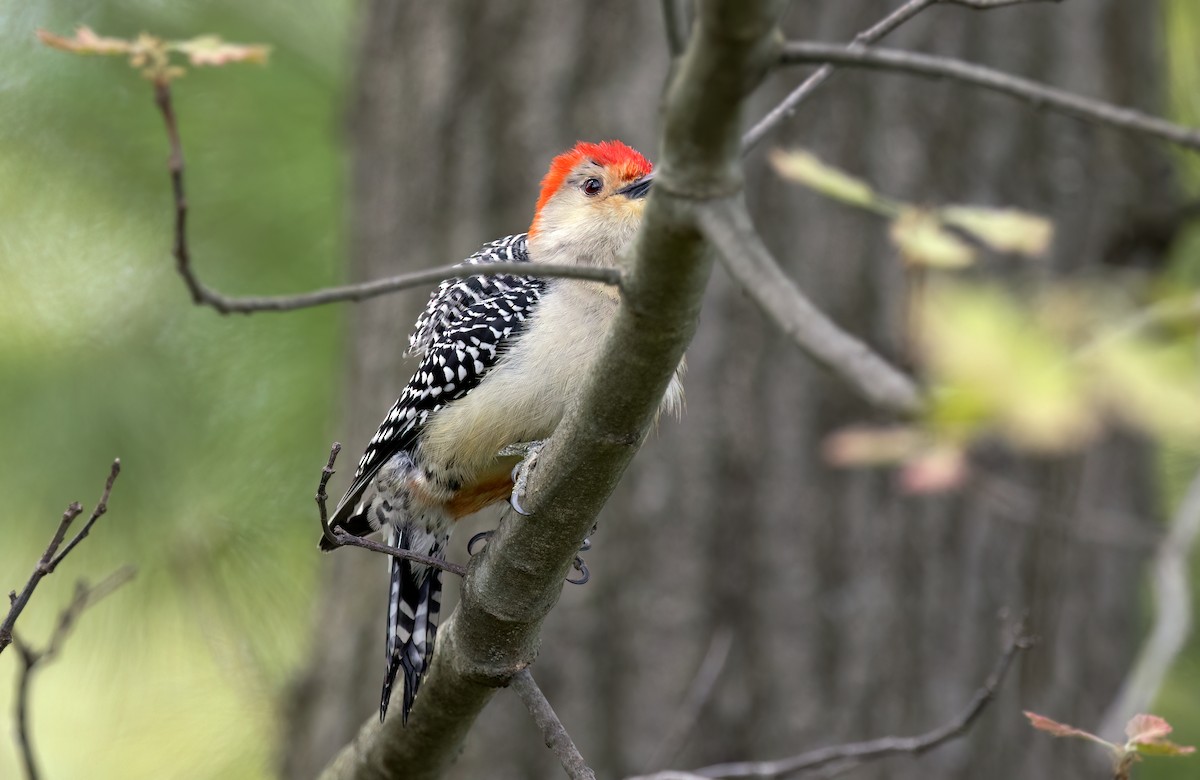 Red-bellied Woodpecker - ML572117701