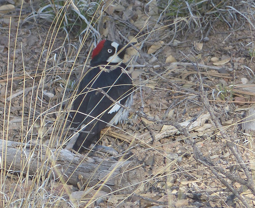 Acorn Woodpecker - ML572118531