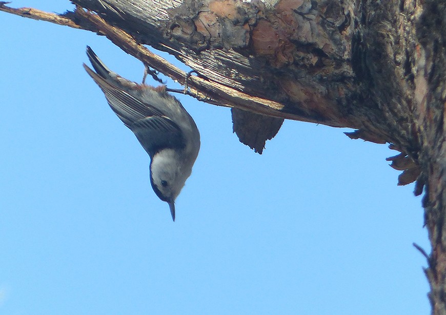 White-breasted Nuthatch (Interior West) - ML572122501