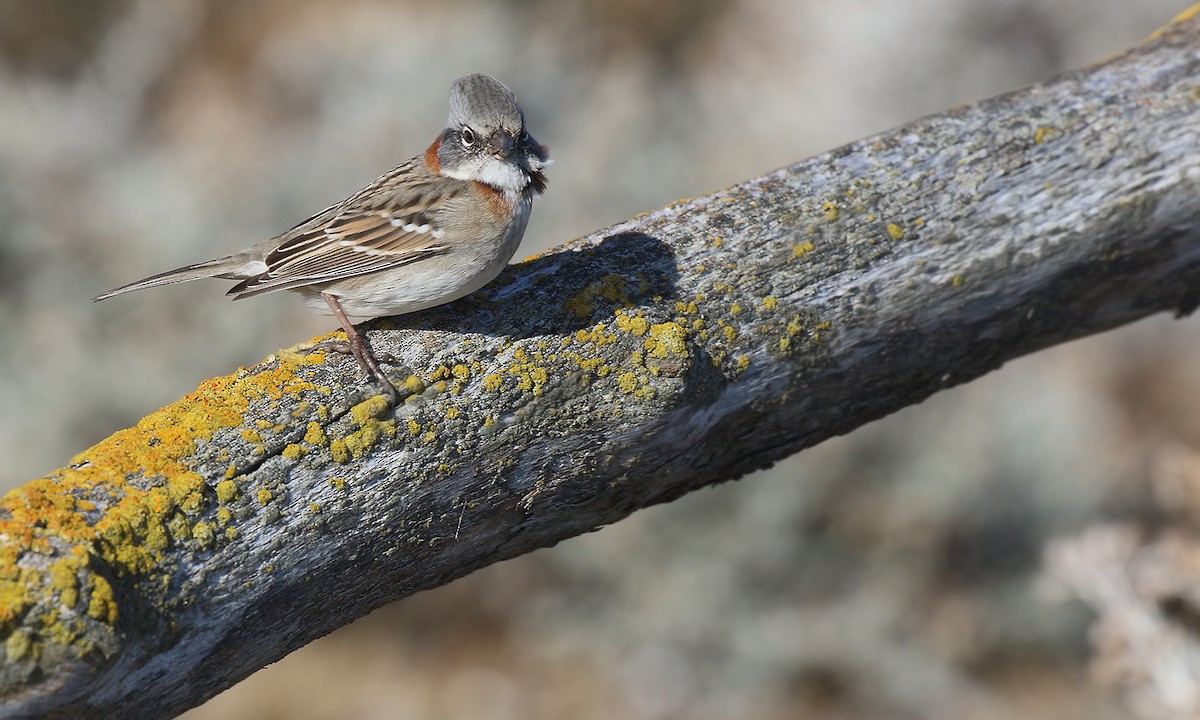 Rufous-collared Sparrow - Adrián Braidotti
