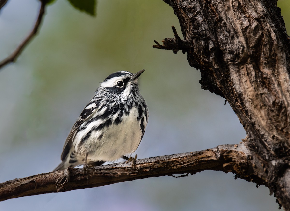 Black-and-white Warbler - ML572126951
