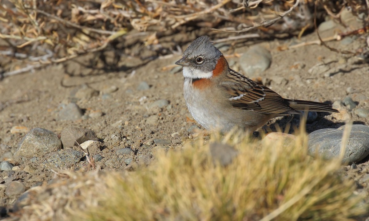 Rufous-collared Sparrow - ML572126981
