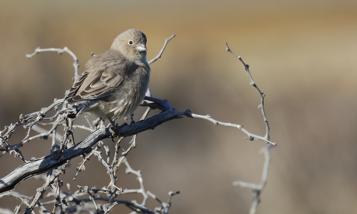 Patagonian Yellow-Finch - ML572127041