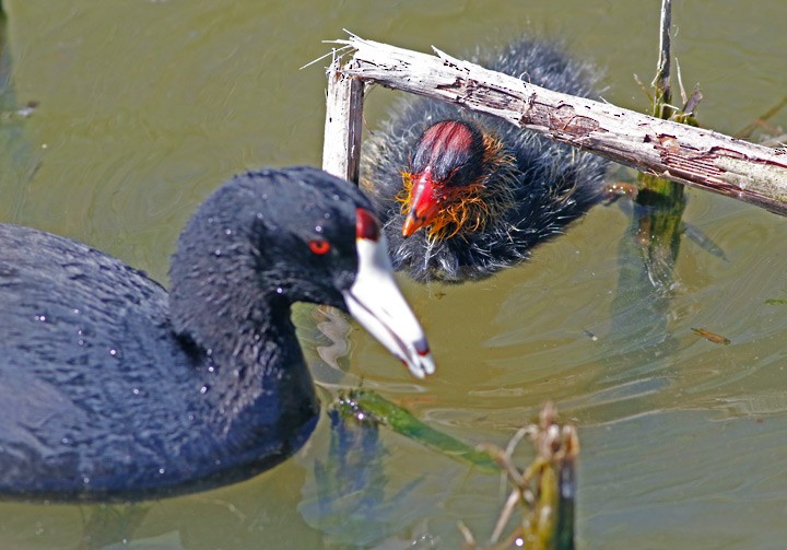 American Coot (Red-shielded) - ML57212761