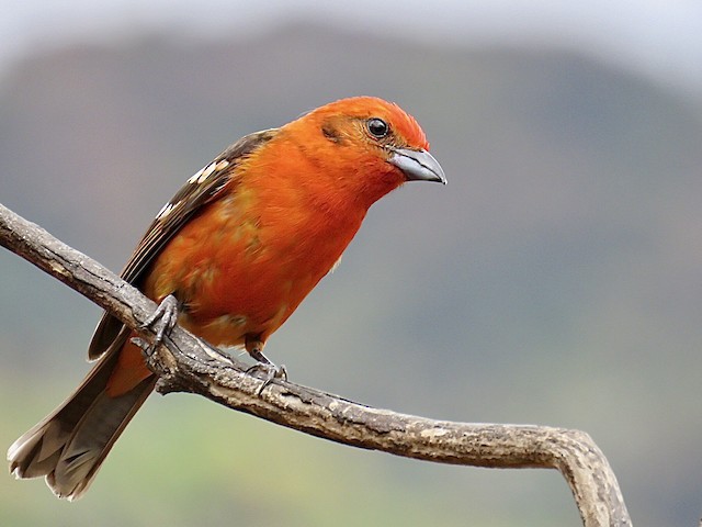 Flame-colored Tanager at Savegre Valley--Miriam's Restaurant by Breyden Beeke