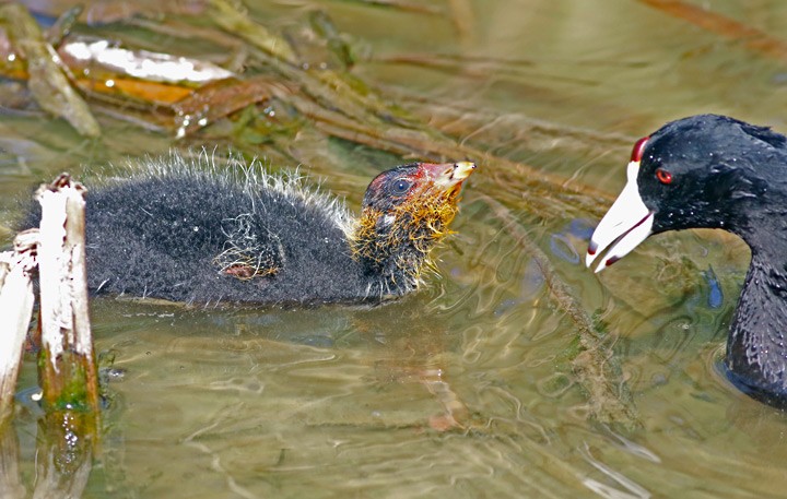 American Coot (Red-shielded) - ML57213241
