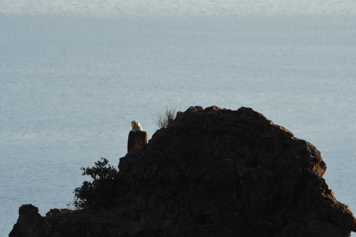 Белоголовый орлан - ML572136151
