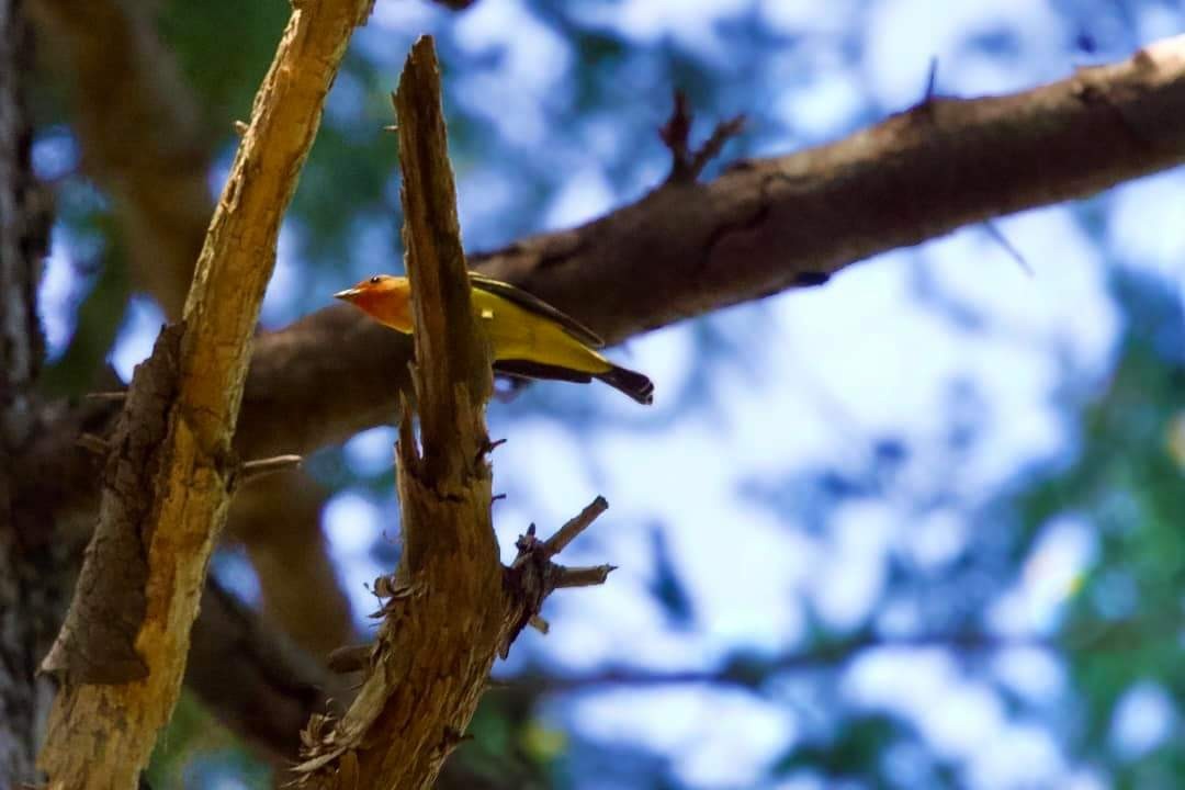 Western Tanager - ML572137741