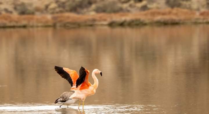 Chilean Flamingo - ML572143841