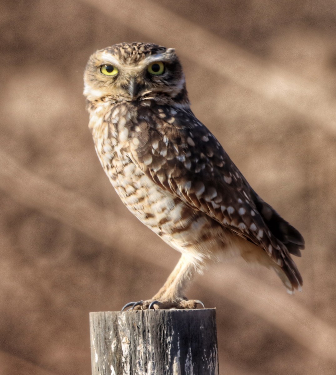 Burrowing Owl - ML572144181