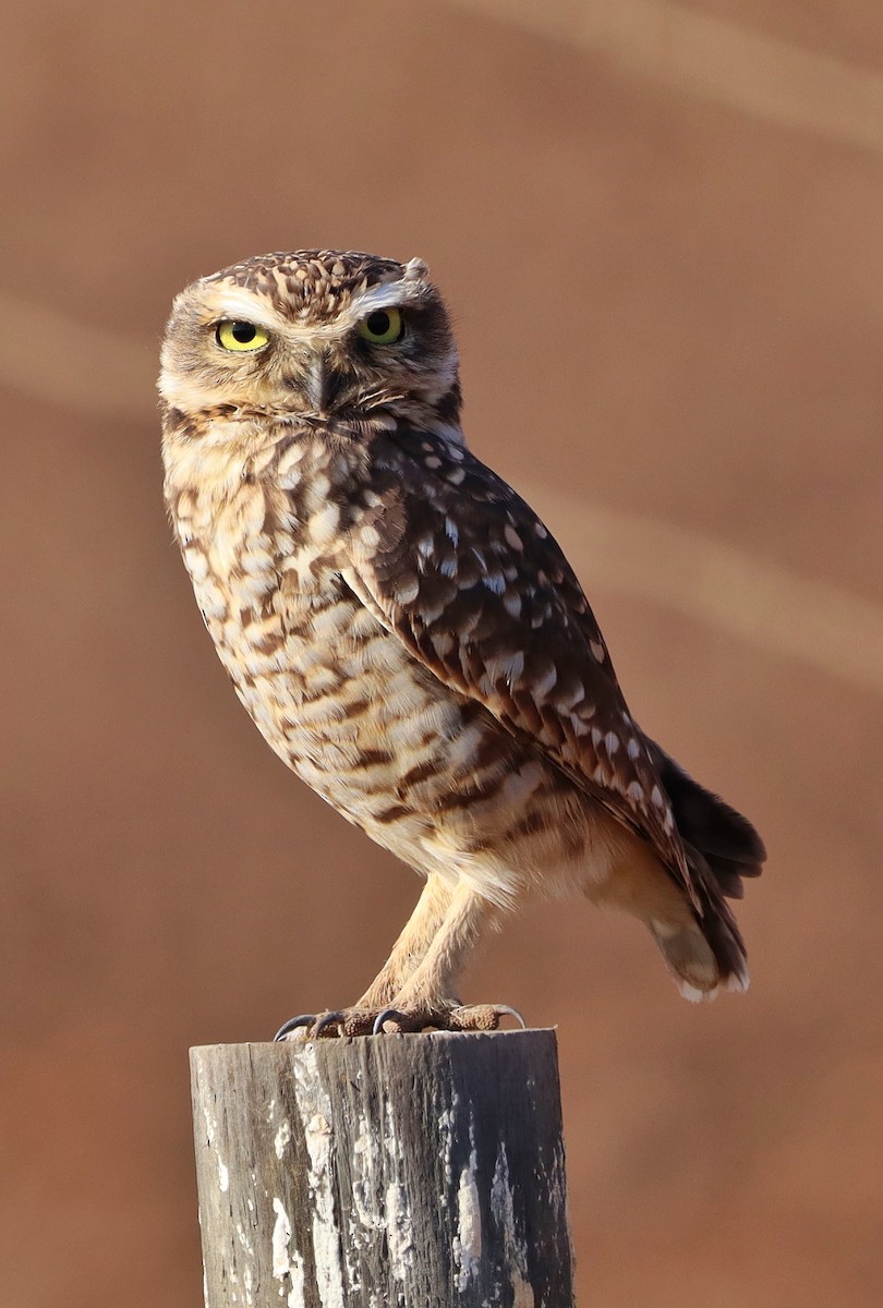 Burrowing Owl - ML572144191