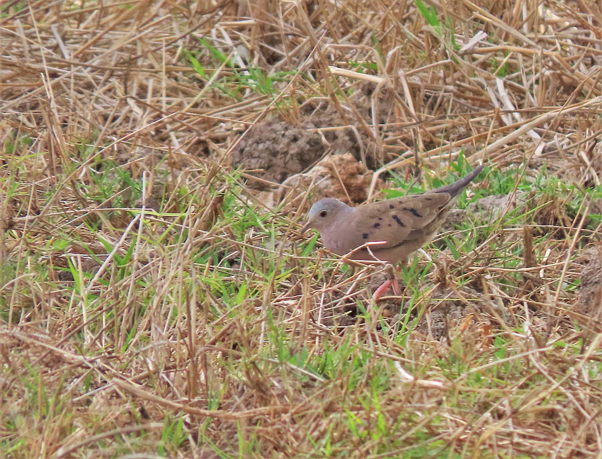Plain-breasted Ground Dove - ML572148321
