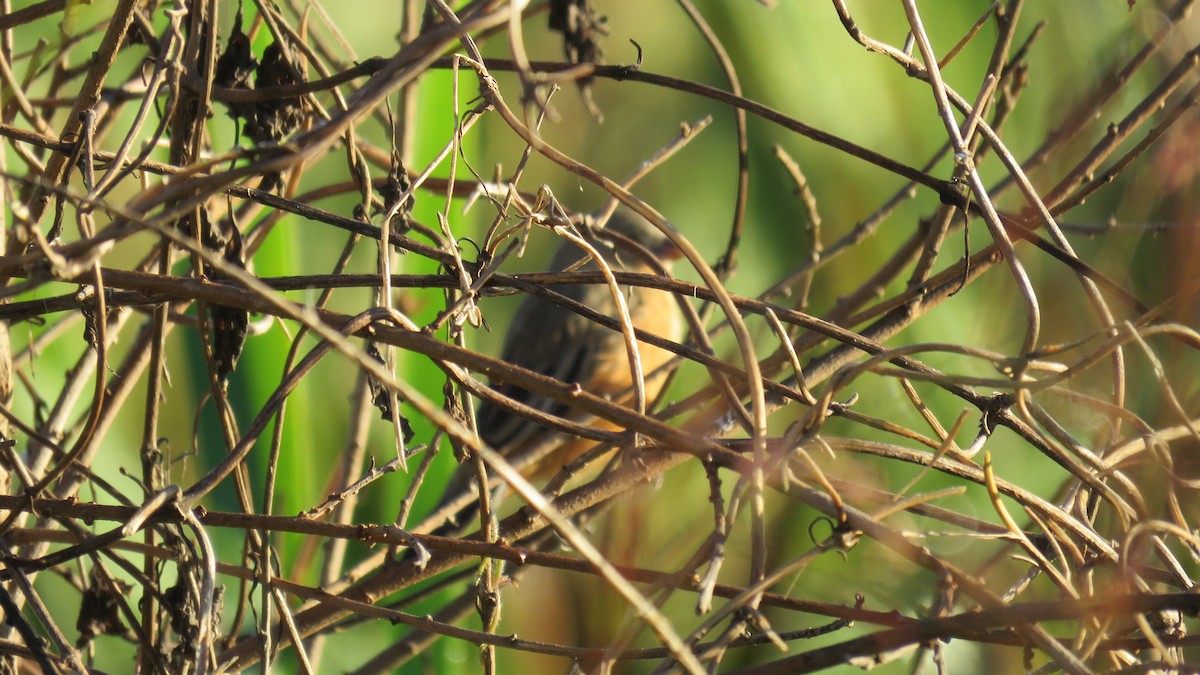 Tawny-bellied Seedeater - ML572149961