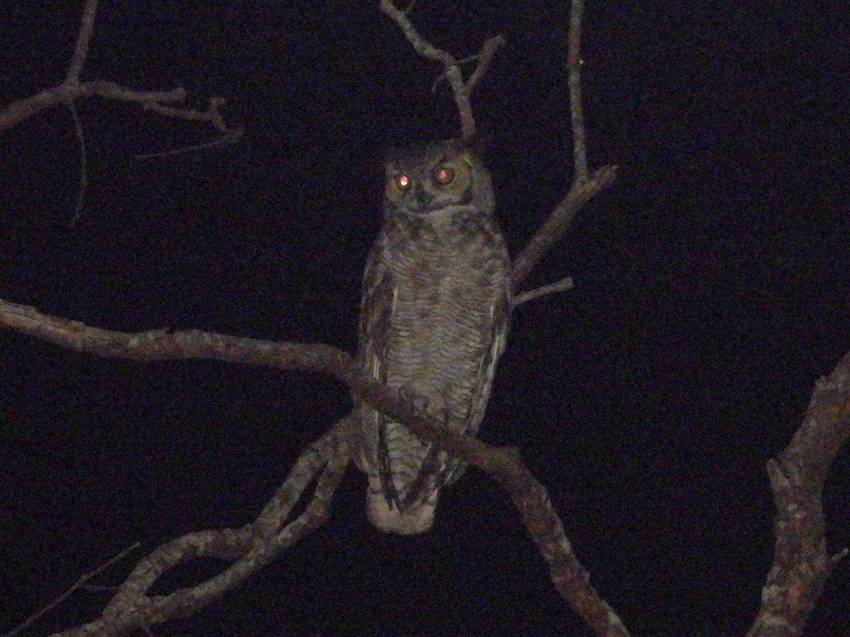 Great Horned Owl - ML572151521