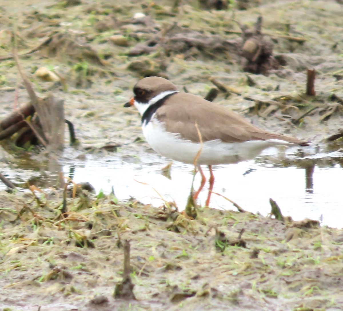 Semipalmated Plover - ML572151611
