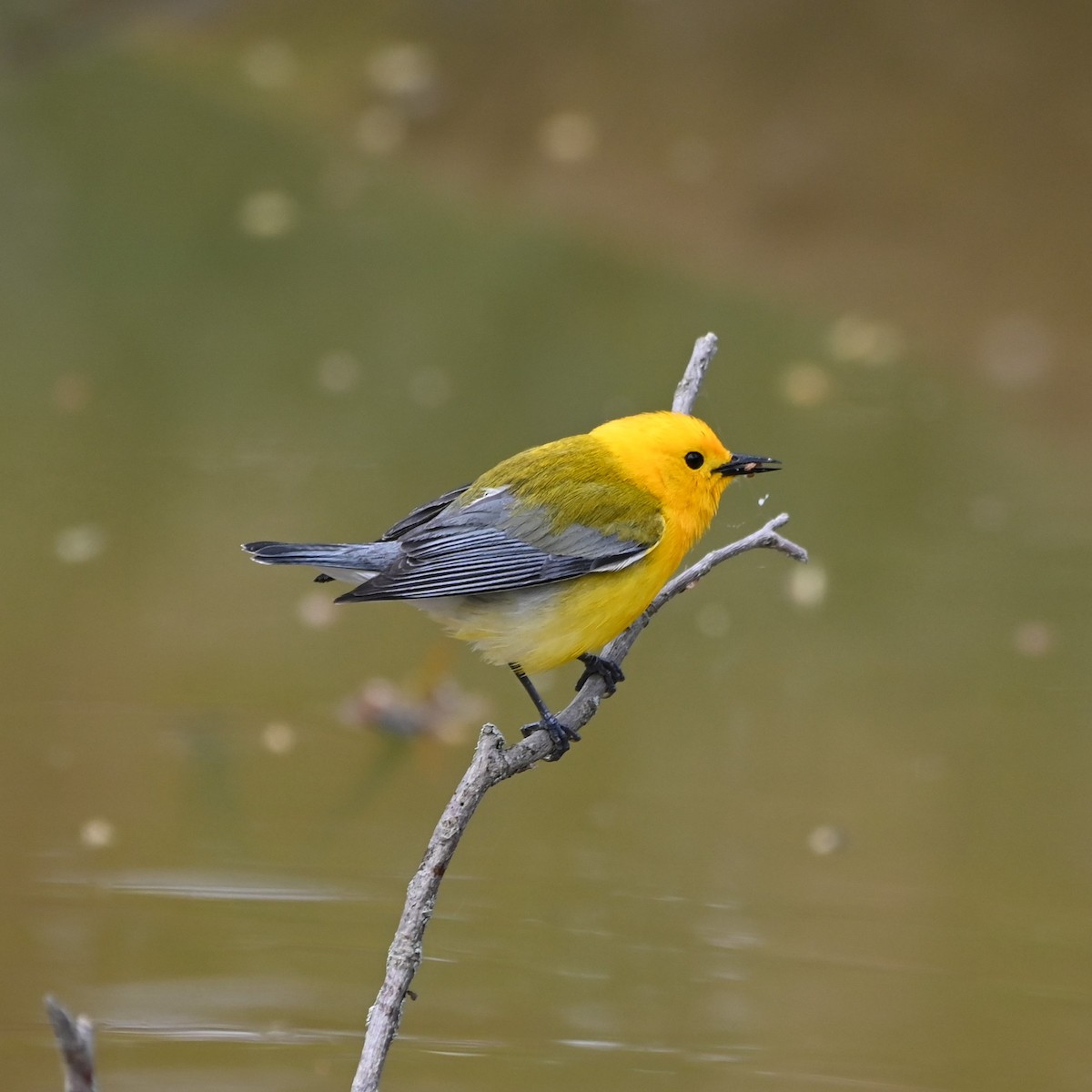 Prothonotary Warbler - ML572155321