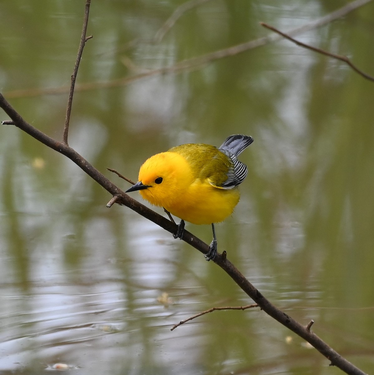 Prothonotary Warbler - ML572155341