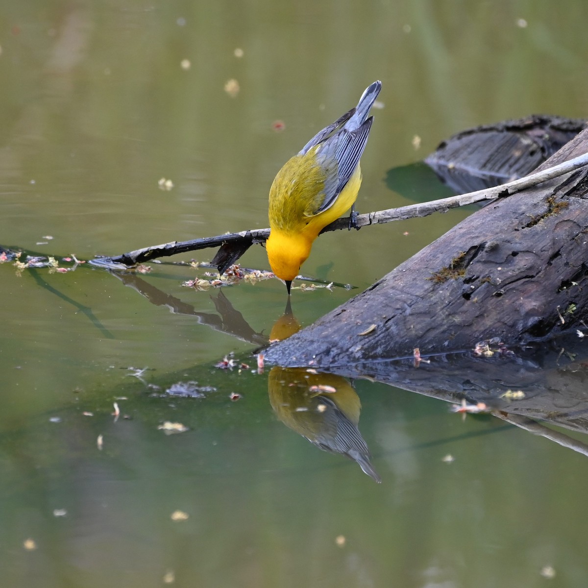 Prothonotary Warbler - ML572155351
