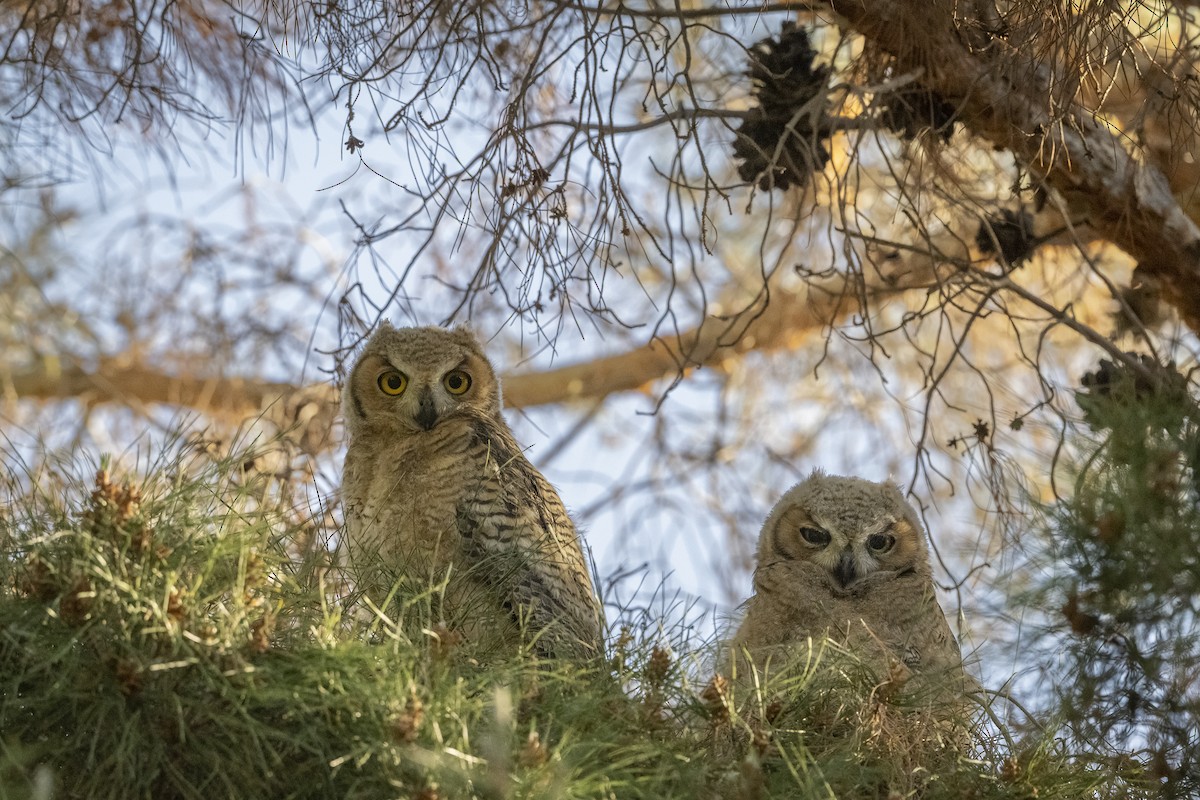 Great Horned Owl - ML572155581