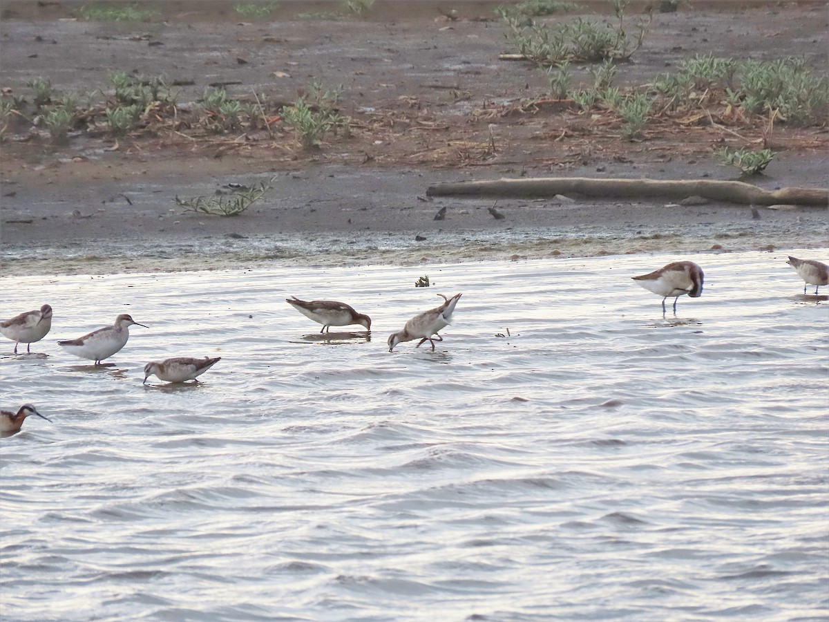 Wilson's Phalarope - Alfonso Auerbach