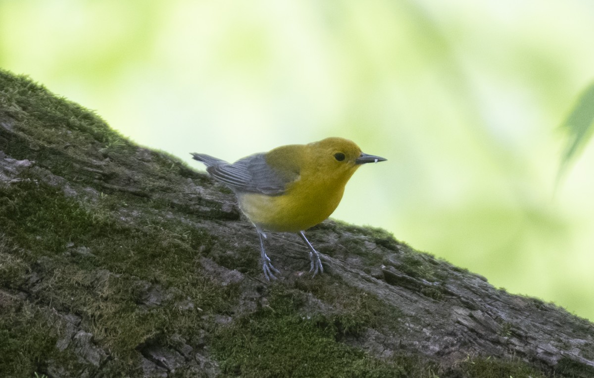 Prothonotary Warbler - ML572159161