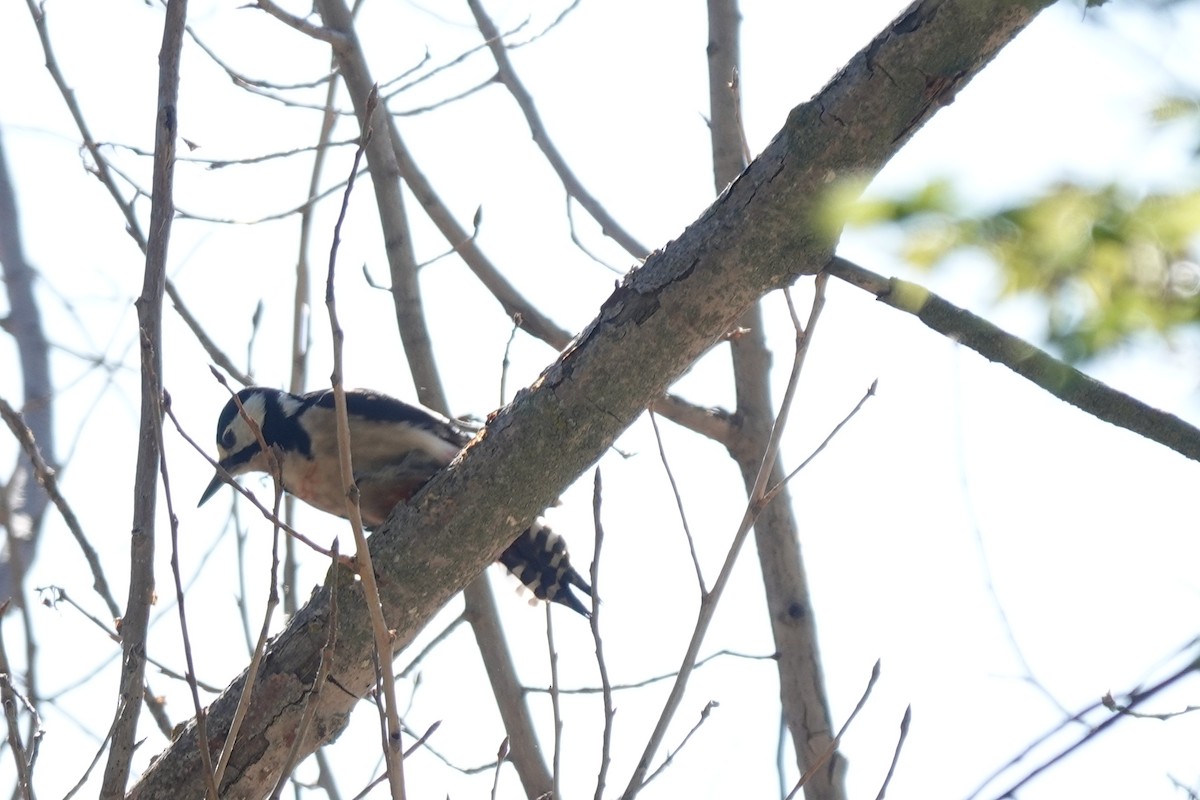 Great Spotted Woodpecker - ML572161811