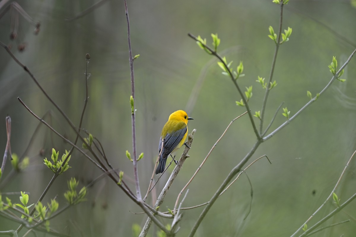 Prothonotary Warbler - ML572163011