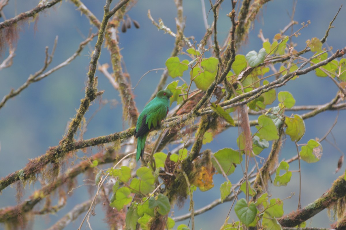 Crested Quetzal - Richard Garrigus